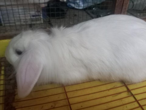 Erkek damızlık hollanda lop tavşanları