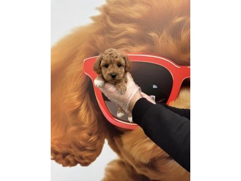Irk garantili maltipoo yavrularımız
