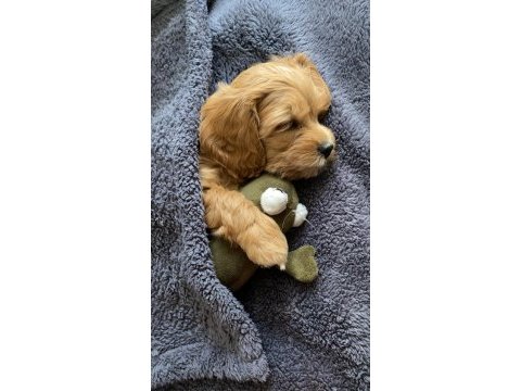 2 aylık dişi maltipoo