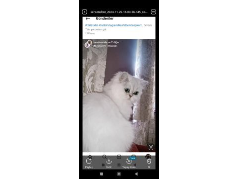 Safkan british longhair golden bebekler