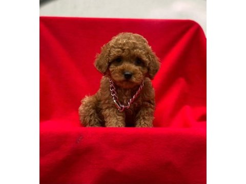 Toy poodle tavrular