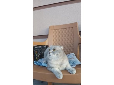 Bal gibi uygun scottish fold