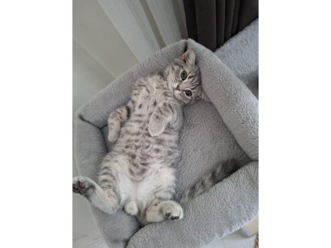 British shorthair 3 aylık kedimiz