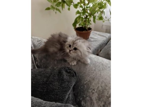 Ayıcık yüzlü scottish fold yavrular
