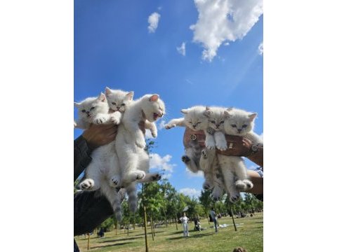 Çok minnoş sevilmeye bayılan bir british shorthair