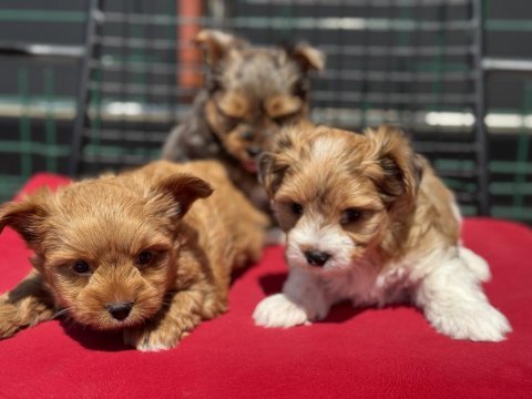 Petmode köpek çiftliğinden tea cup morkie