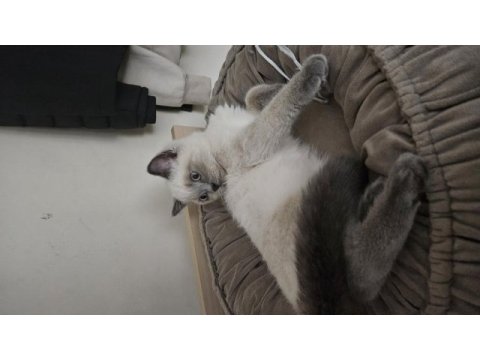Blue point british shorthair kedimize iyi sahipler aranıyor
