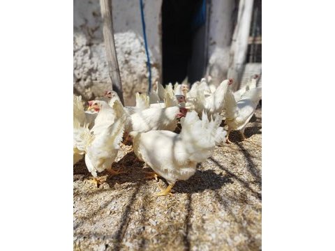 Yumurta tavuğu