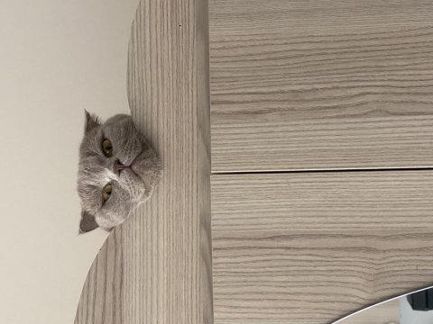 1 yaşında kısırlaştırılmış scottish fold için yuva arıyoruz
