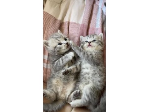 British shorthair kediler