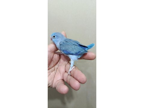 Erkek mavi boncuk cep papağanı forpus