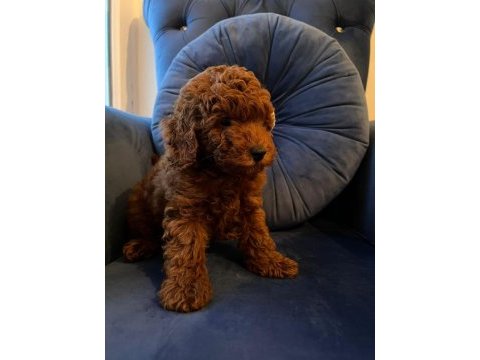 Orijinal toy poodle