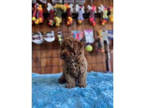 Her eve uygun poodle bebekler