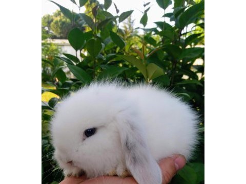 Birbirinden tatlı hollanda lop