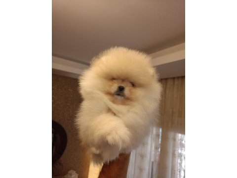 3 aylık dişi pomeranian boo teddy bear üst kalite