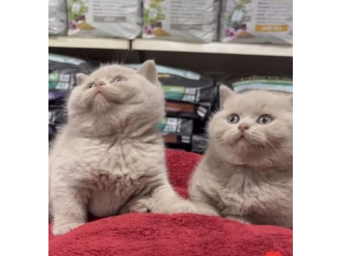 En güzel british shorthair yavrular