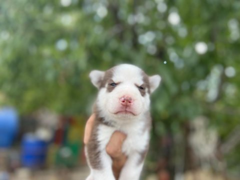 Sibirya kurdu (husky) yavrularımız