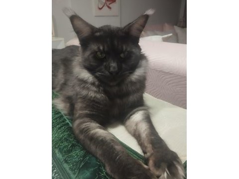 18 aylık safkan çipli erkek maine coon