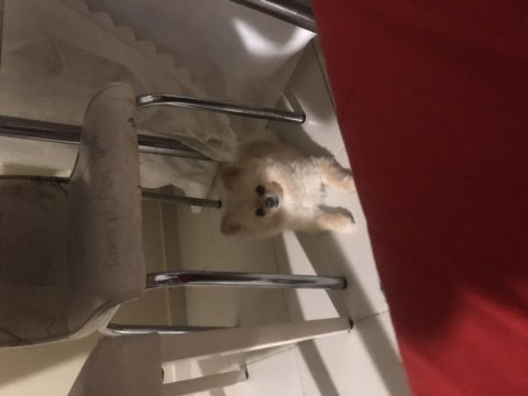 Pomeranian dişi