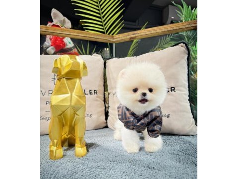 Veteriner kontrollü pomeranian yavru