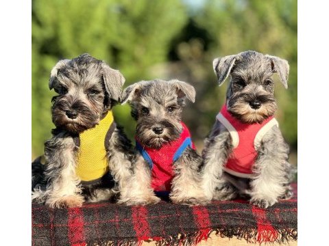 Fcı secereli miniatute schnauzer yavruları