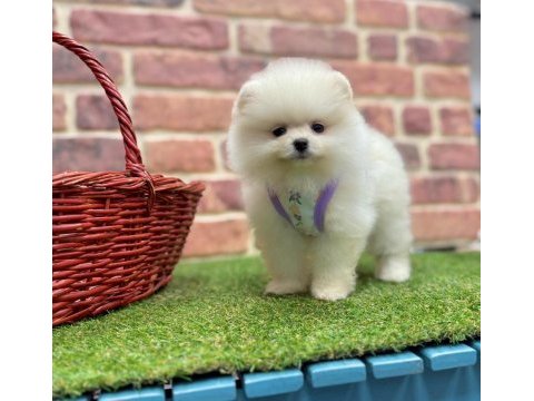 Safkan pomeranian boo yavrularımız