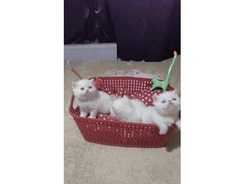 Minik exotic shorthair bebişler