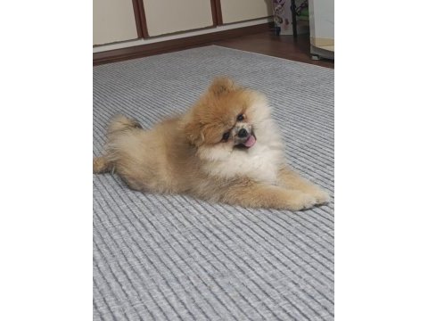 4 aylık pomeranian boo erkek