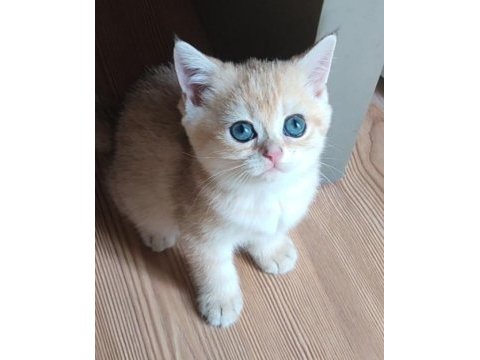 Şafkan british shorthair