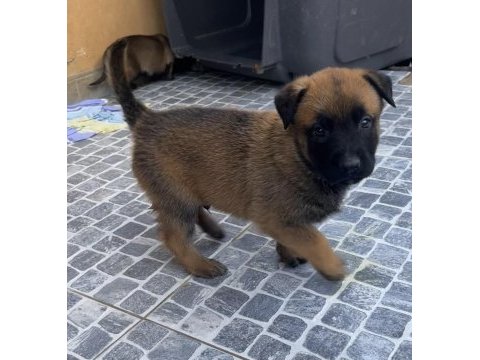 Safkan ırk garantili belçika kurdu