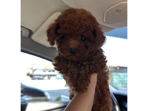 Toypoodle minik yavrularımız 