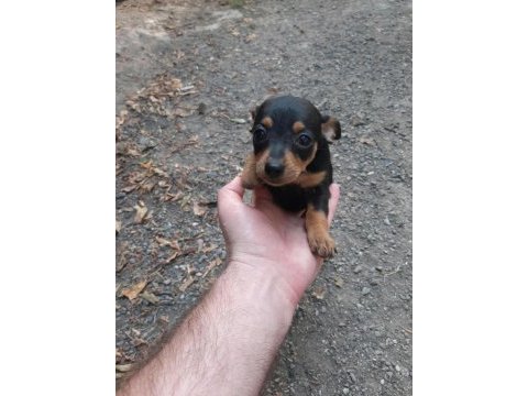 2 adet dişi bebek pinscher