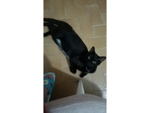 Kedimiz zeytin kızımız sahiplendirilecektir