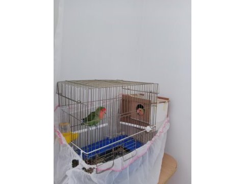 3 çift muhabbet 1 çift sevda papağanı