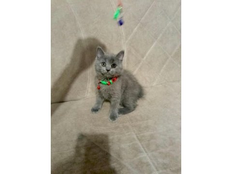 Saf kan british shorthair kediler