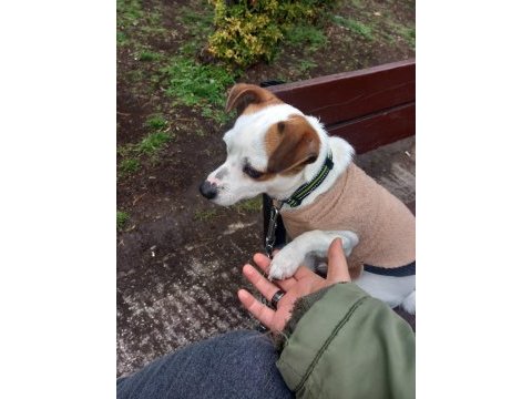 2 yaşında küçük ırk jack russell terrier