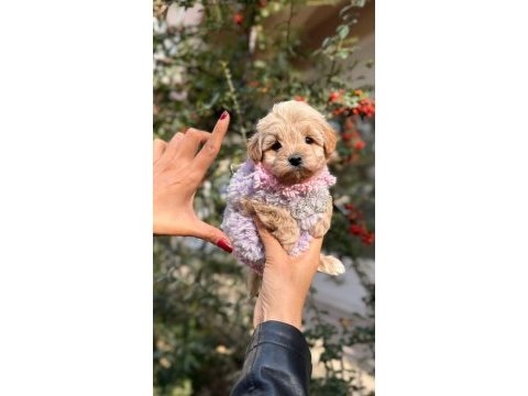 Süslü bebek maltipoo