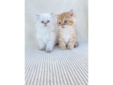 British longhair ve short kardeşler