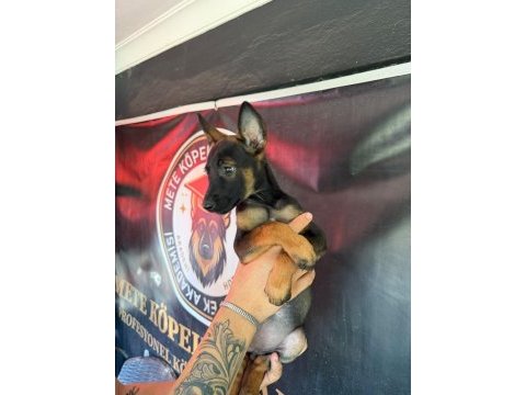 Şampiyon babanın şampiyon malinois yavrularımız