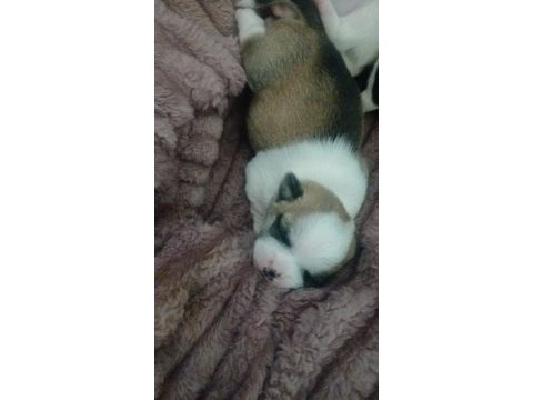 19 mayıs doğumlu köpekler yeni yuvasını arıyor