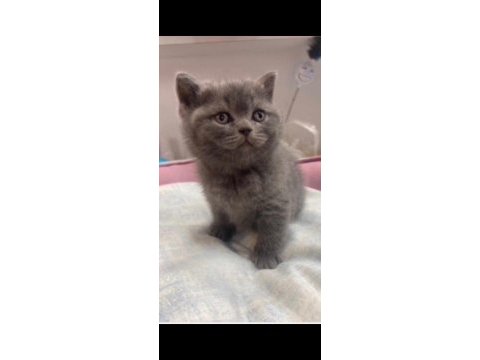 British shorthair yavrumuz