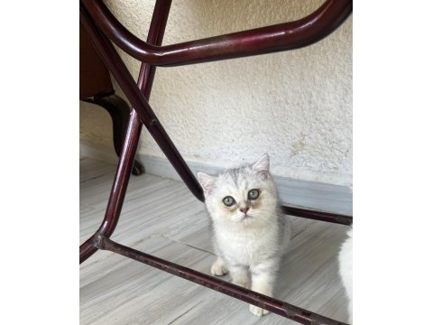 Silver point yavru kedilerimiz