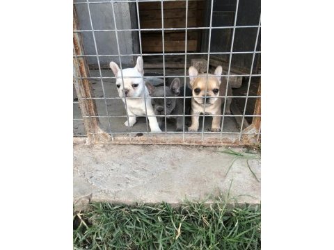 French bulldog bebeklerimiz yeni yuvalarına gitmeye hazır