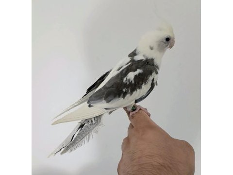 White face konuşan erkek sultan papağanı