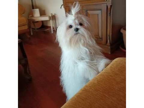 100/100 a şecereli kore maltese