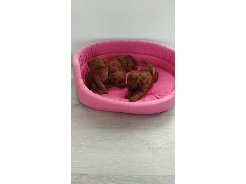 Petmode köpek çiftliğinde ziyarete açık toy poodle
