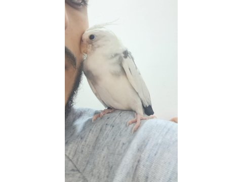 4 aylık evcil erkek wf sultan papağanı