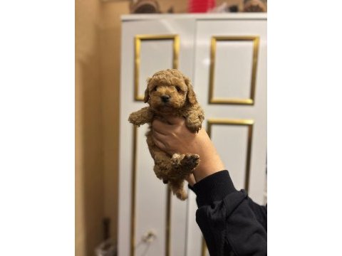 Dişi ve erkek poodle yavrularımız mevcuttur