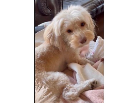 Dünya tatlısı maltipoo