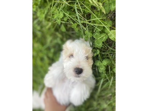 Köpüğümüze iyi bir aile arıyoruz maltese